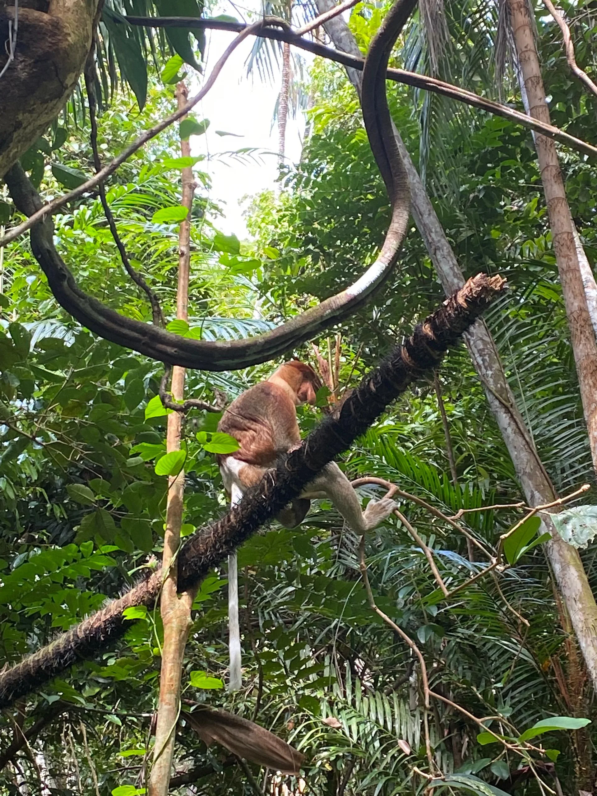 3D2N KUCHING ADVENTURE : NATURE, CULTURE & WILDLIFE - Image 3