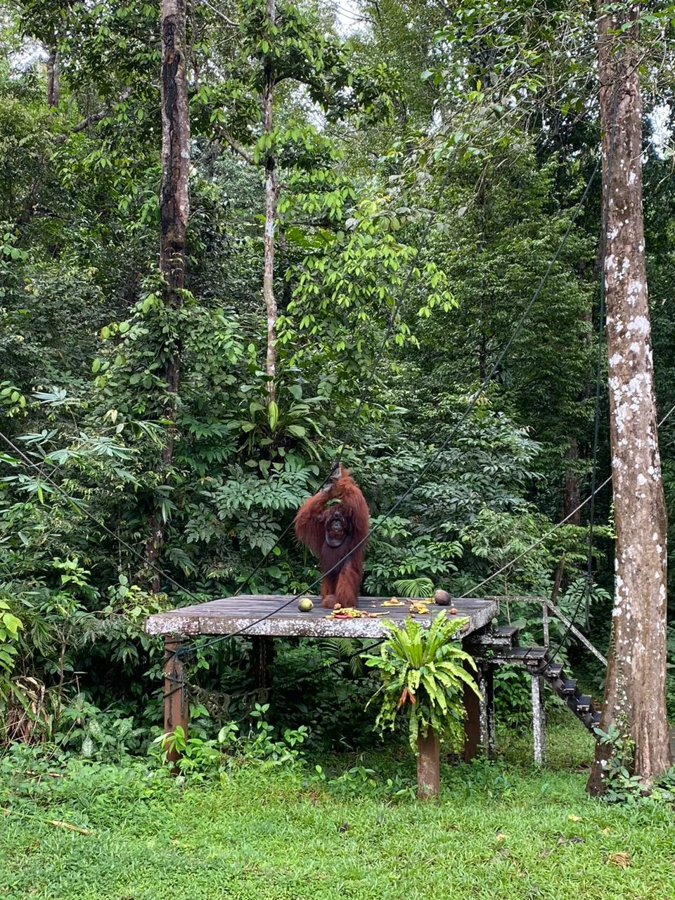 SEMENGGOH ORANGUTAN & ANNAH RAIS LONGHOUSE - Image 6