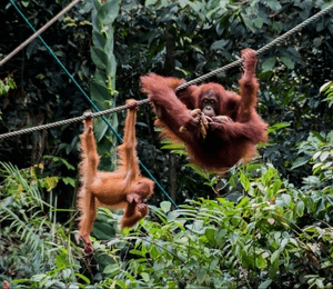 ORANGUTAN TOUR