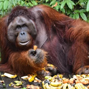 KUCHING ORANGUTAN TOUR