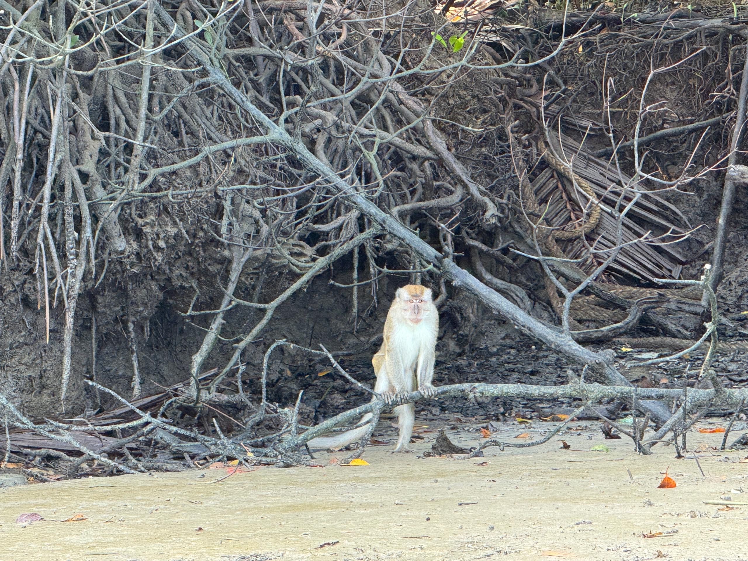 EVENING WILDLIFE CRUISE : DOLPHIN WATCHING & WETLAND EXPLORATION - Image 6