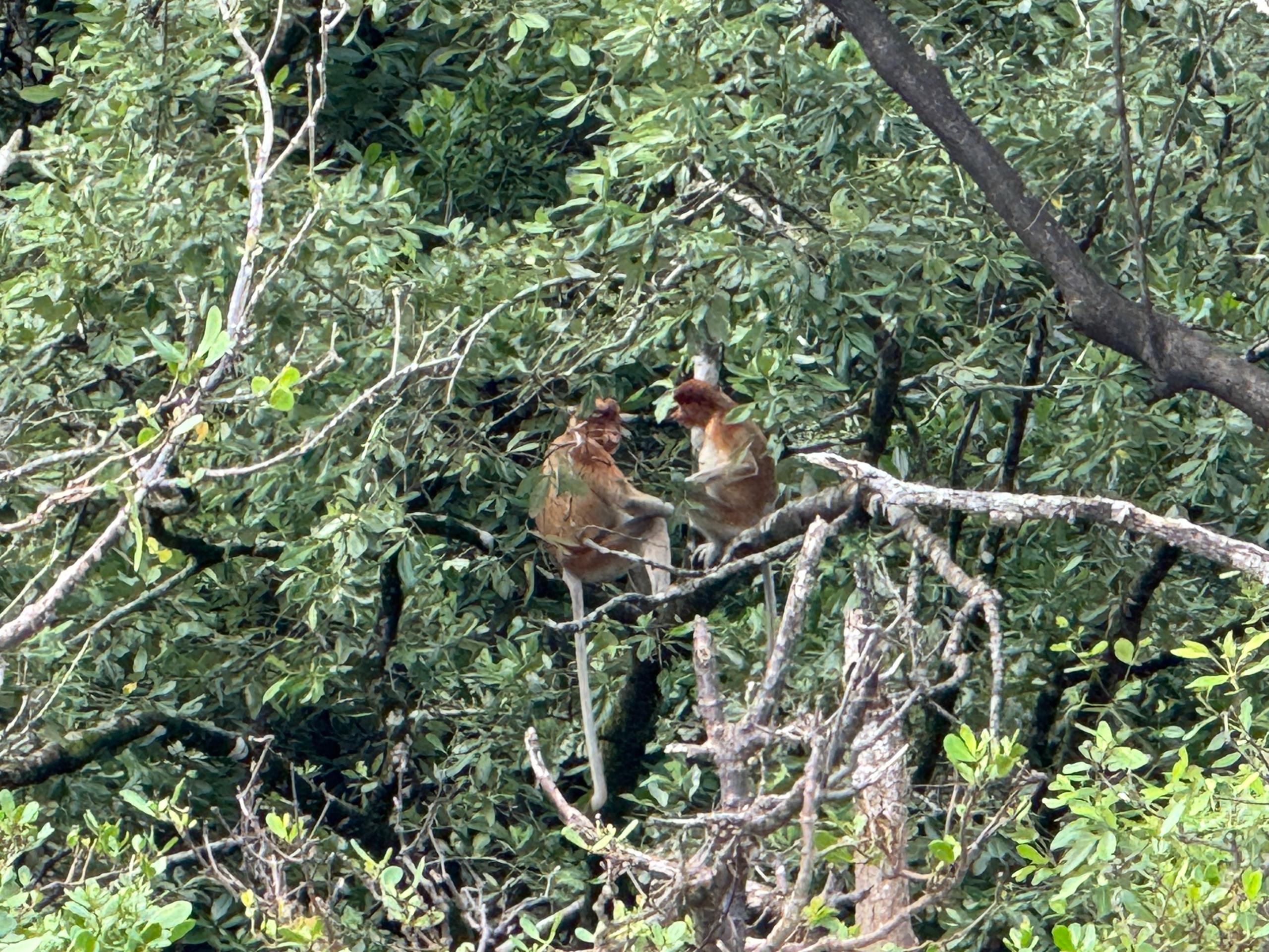 EVENING WILDLIFE CRUISE : DOLPHIN WATCHING & WETLAND EXPLORATION - Image 3