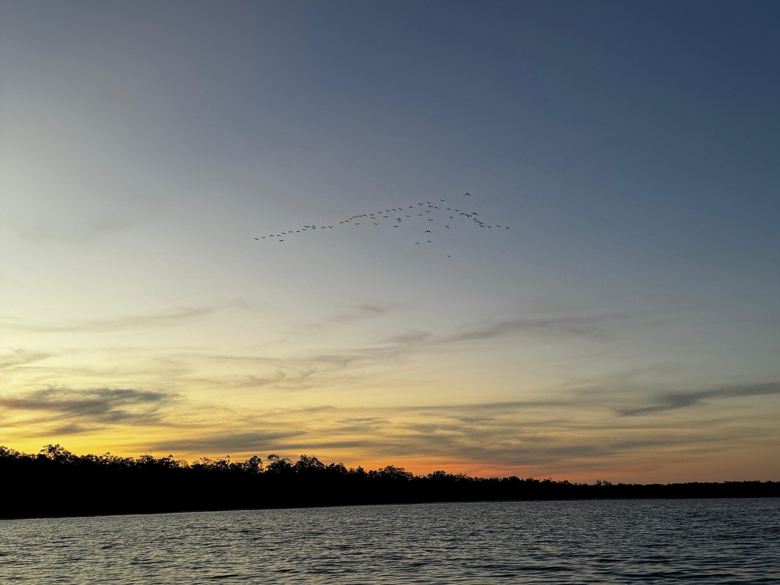 EVENING WILDLIFE CRUISE : DOLPHIN WATCHING & WETLAND EXPLORATION - Image 5