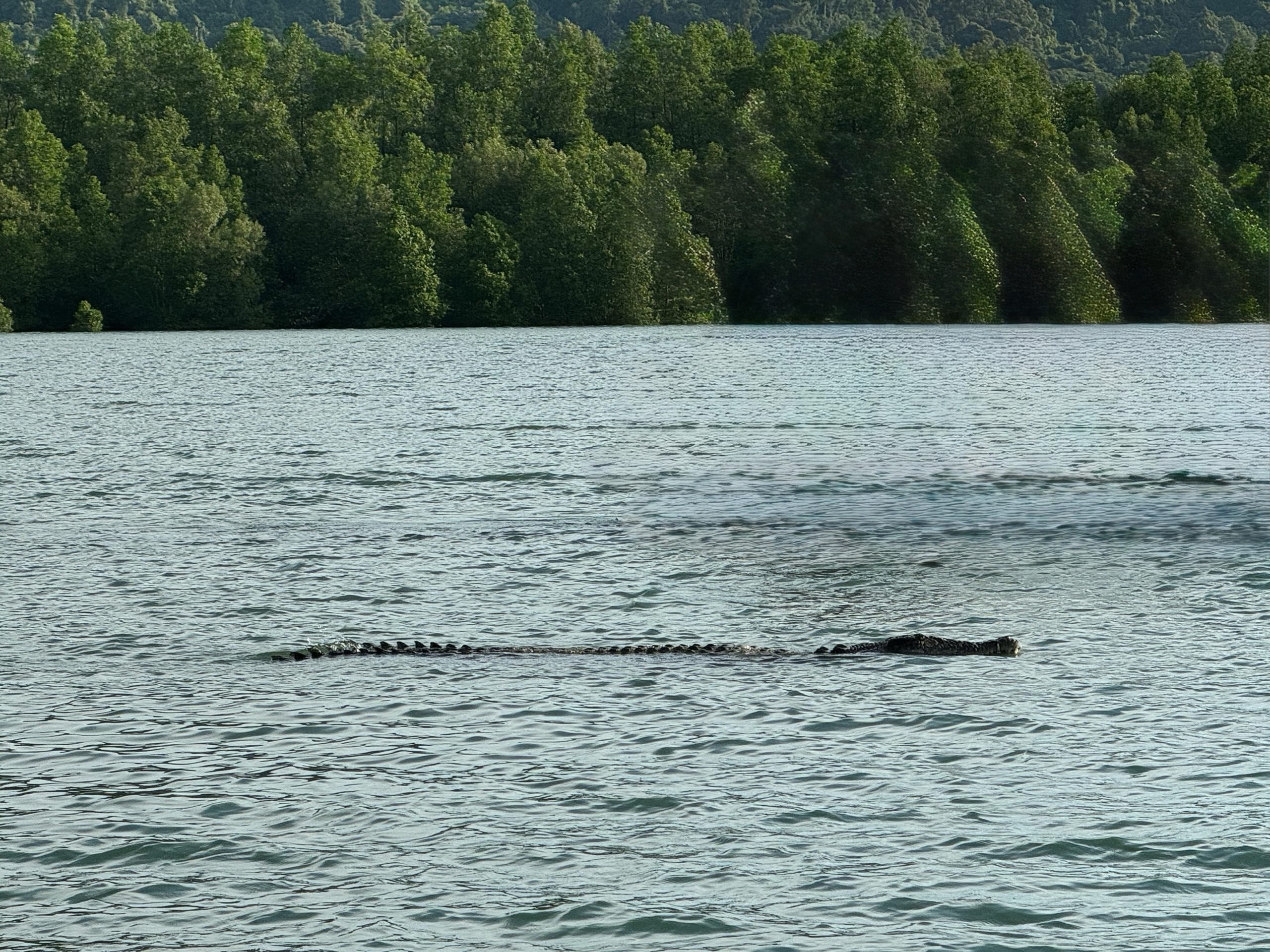 EVENING WILDLIFE CRUISE : DOLPHIN WATCHING & WETLAND EXPLORATION - Image 7
