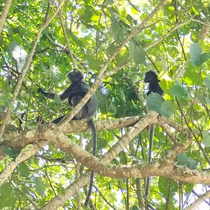 BAKO WILDLIFE & PERMAI RAINFOREST 2D1N