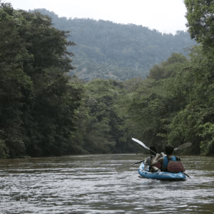 RAINFOREST KAYAKING