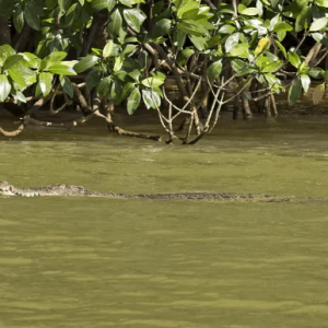 MORNING WILDLIFE RIVERCRUISE