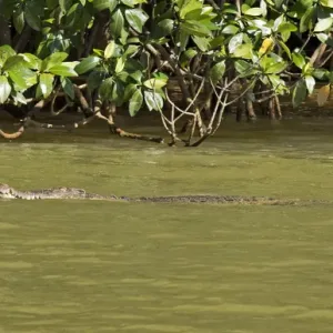 MORNING WILDLIFE CRUISE : DOLPHIN WATCHING & WETLAND EXPLORATION