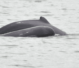 MORNING WILDLIFE RIVERCRUISE