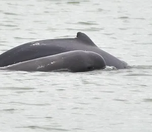MORNING WILDLIFE CRUISE : DOLPHIN WATCHING & WETLAND EXPLORATION