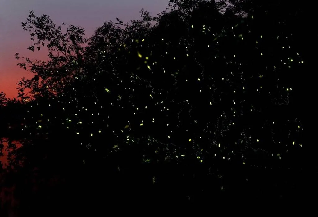 KUCHING MANGROVE WILDLIFE & FIREFLIES - Image 15