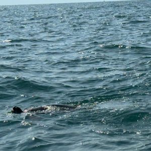 SATANG ISLAND DAY TOUR : DOLPHIN, SNORKELLING & TURTLE CONSERVATION