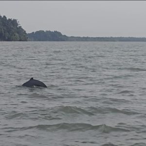 EVENING WILDLIFE CRUISE : DOLPHIN WATCHING & WETLAND EXPLORATION