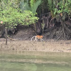 MANGROVE WILDLIFE & FIREFLIES
