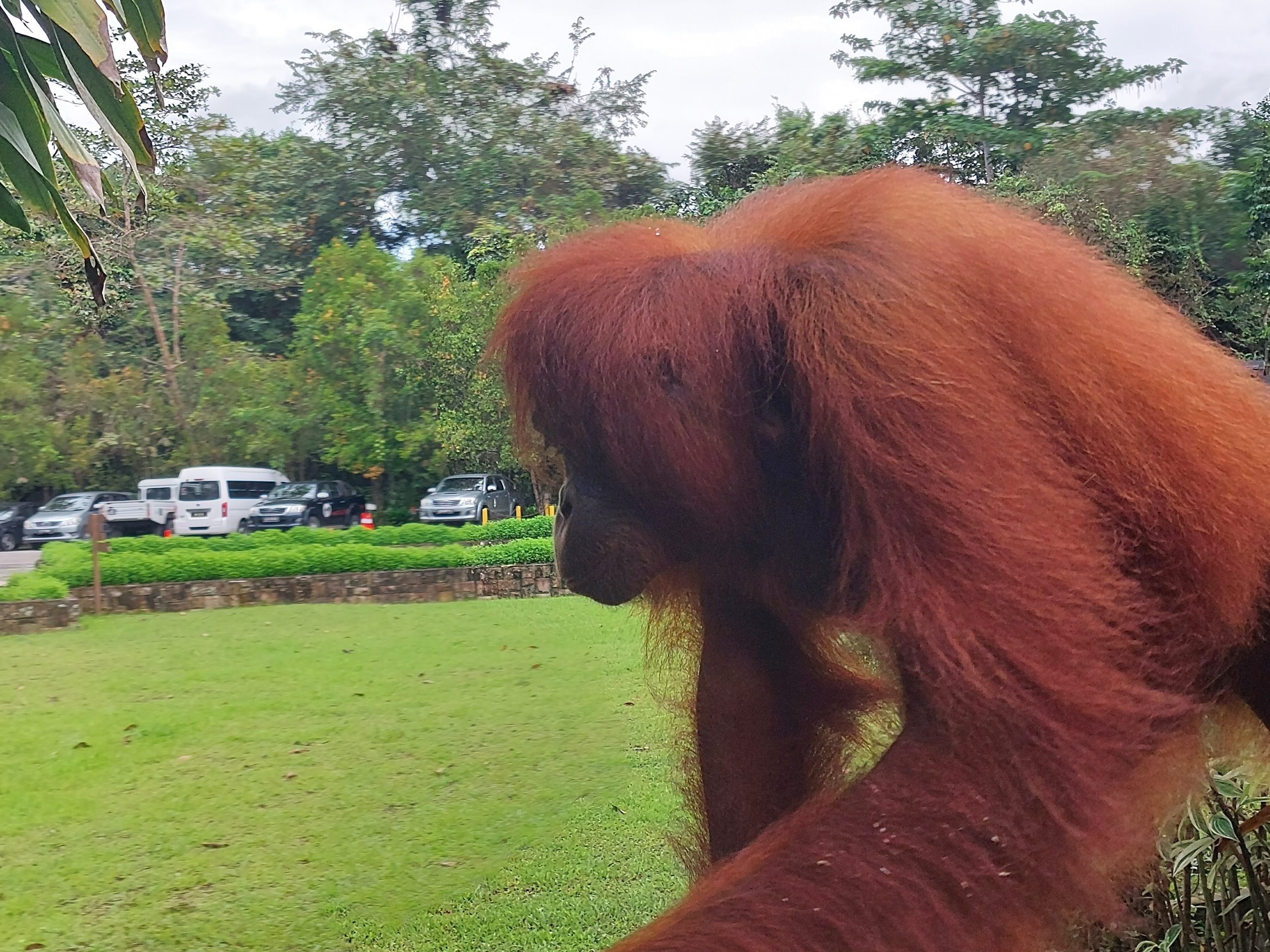 SANDAKAN DISCOVERY - Image 6