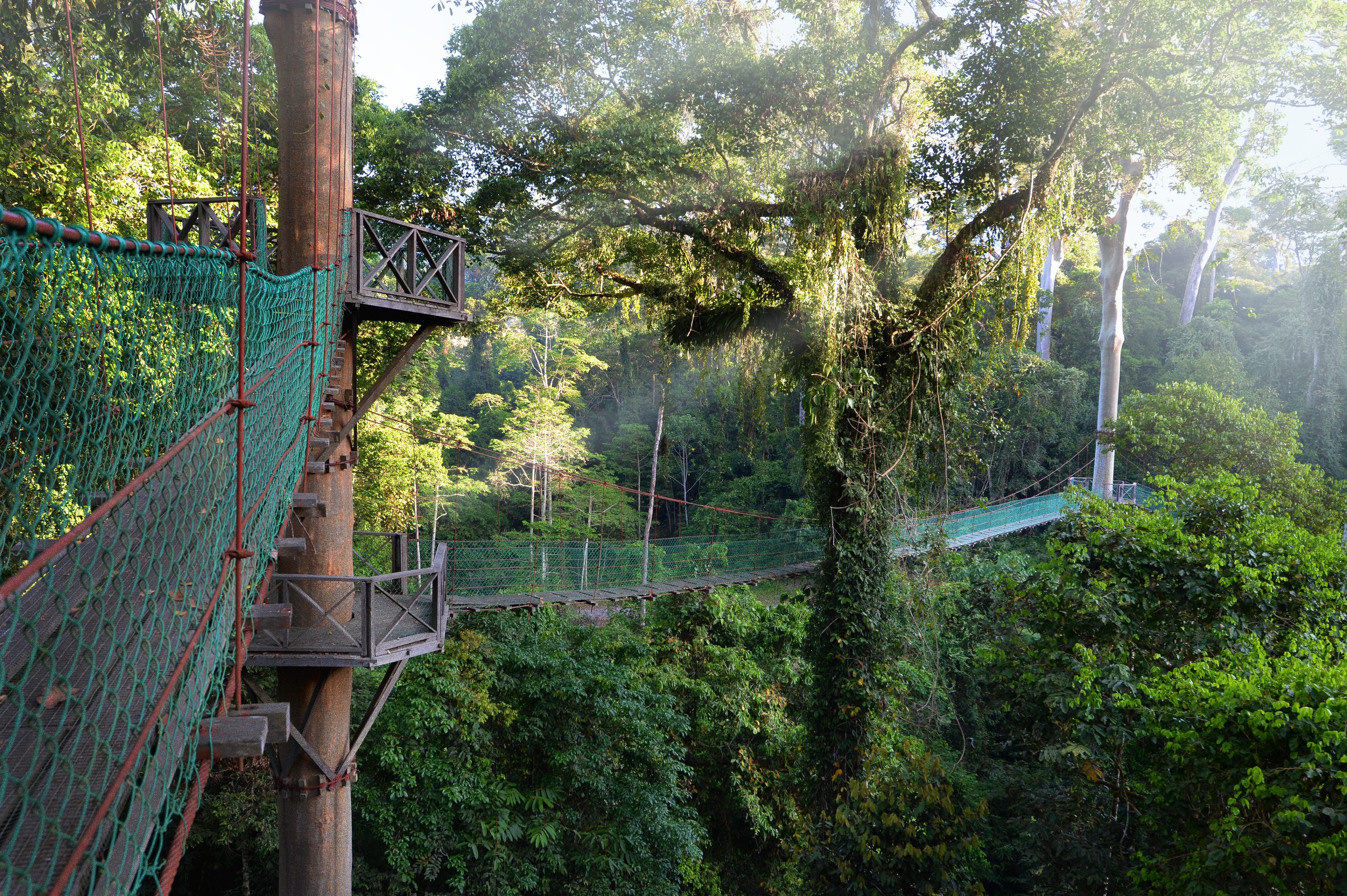 3D2N RAINFOREST LODGE EXPERIENCE - Image 2