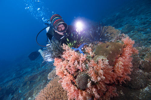GAYA UNDERWATER ADVENTURE