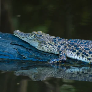 4D3N KINABATANGAN EXPEDITION