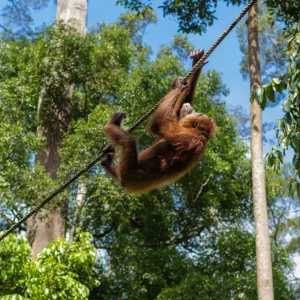3D2N KINABATANGAN SAFARI