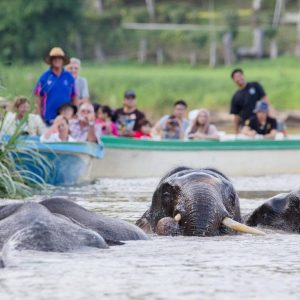 4D3N BEST OF SANDAKAN : SEPILOK, KINABATANGAN & GOMANTONG