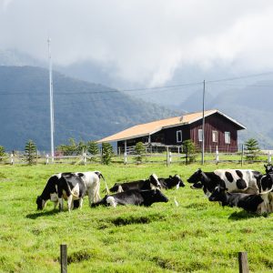 4D3N BEAUTY OF NORTH BORNEO