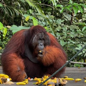 BUDGET TRAVEL – ORANGUTAN & LONGHOUSE