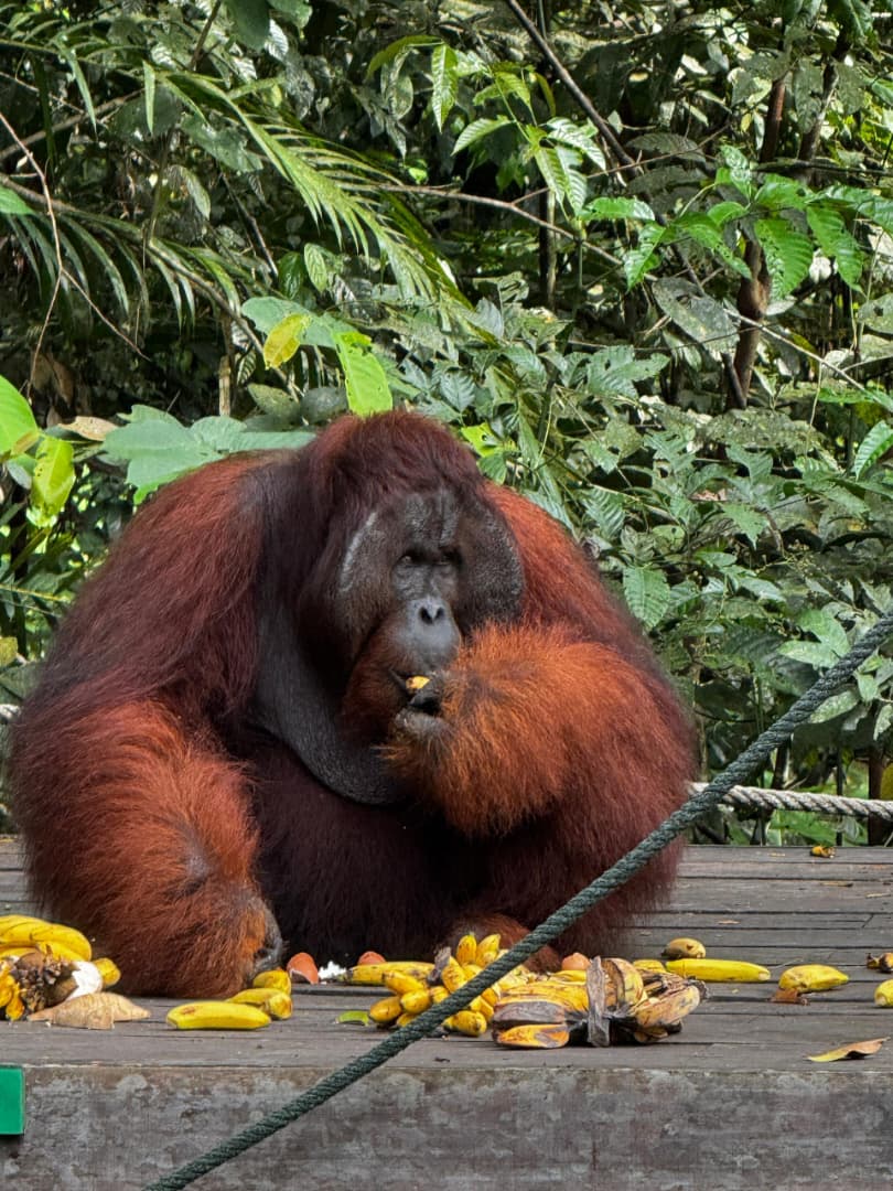 BUDGET TRAVEL - ORANGUTAN & LONGHOUSE