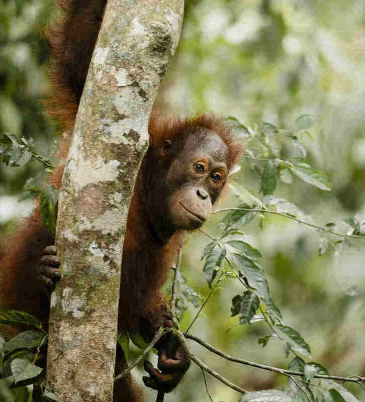 3D2N KINABATANGAN SAFARI - Image 6