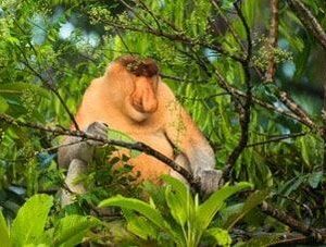 3D2N KINABATANGAN SAFARI