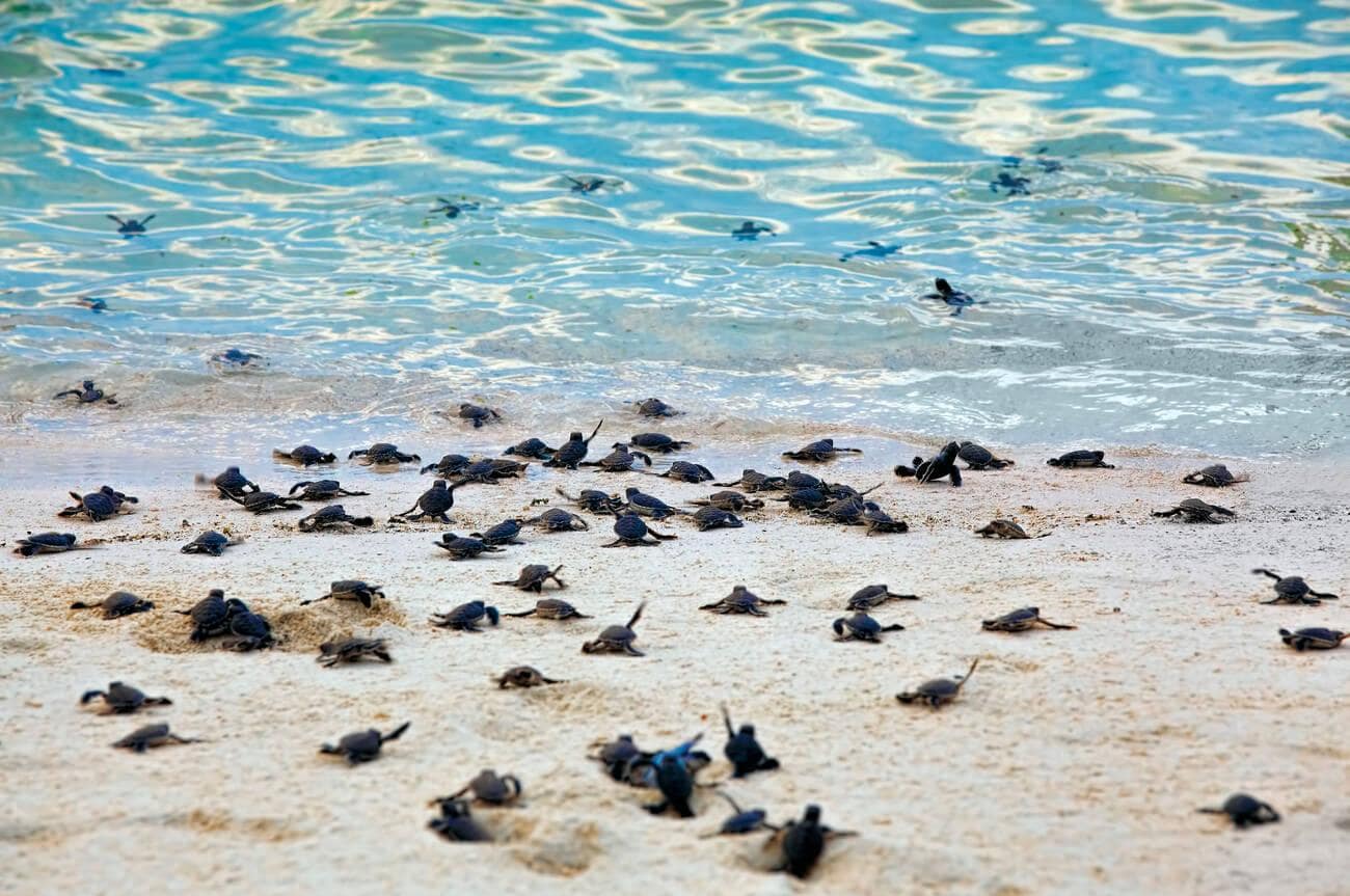 4D3N SANDAKAN NATURE & WILDLIFE - Image 5