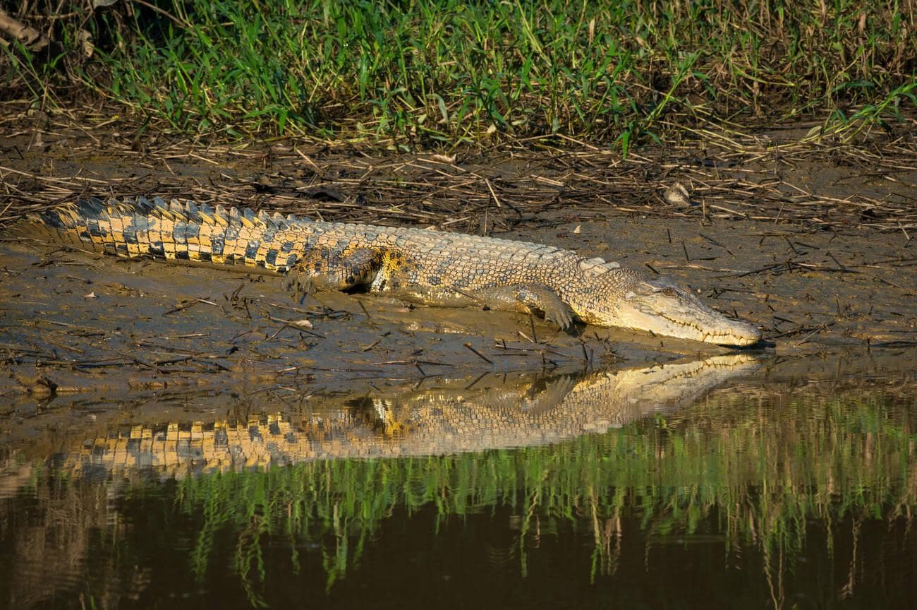 4D3N SANDAKAN NATURE & WILDLIFE - Image 3