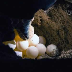 4D3N SANDAKAN NATURE & WILDLIFE