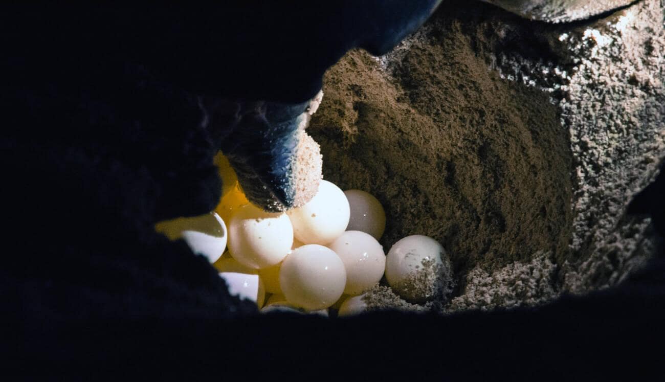 4D3N SANDAKAN NATURE & WILDLIFE - Image 2