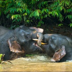 3D2N KINABATANGAN SAFARI