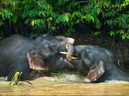 3D2N KINABATANGAN SAFARI