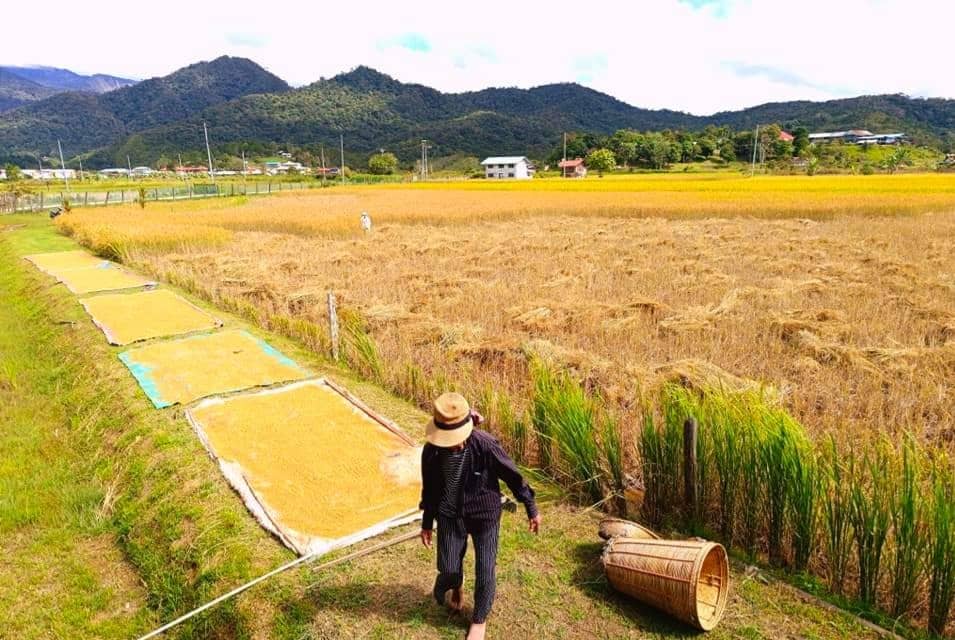 3D2N ESSENCE OF BARIO HIGHLANDS - Image 4