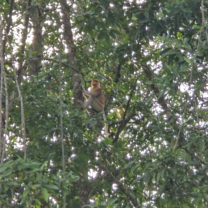 BRUNEI MANGROVE WILDLIFE