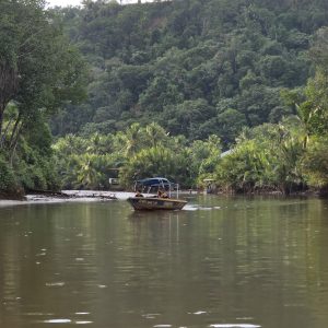 BRUNEI MANGROVE WILDLIFE
