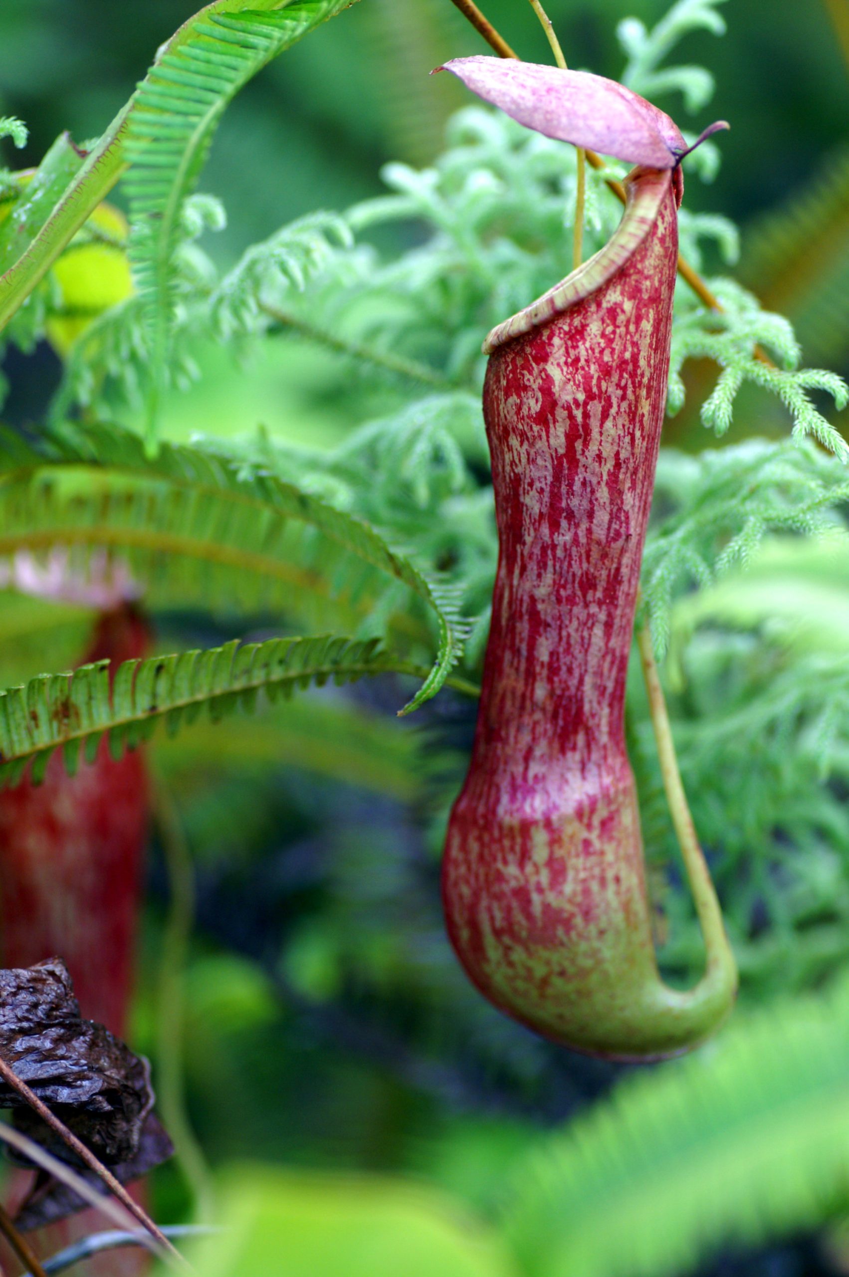 3D2N TABIN RAINFOREST & WILDLIFE - Image 4