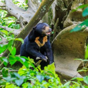 3D2N SEPILOK & KINABATANGAN ADVENTURE