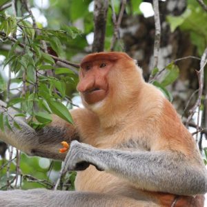 KOTA BELUD MANGROVE EXPERIENCE
