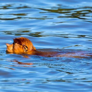 3D2N SEPILOK & KINABATANGAN ADVENTURE