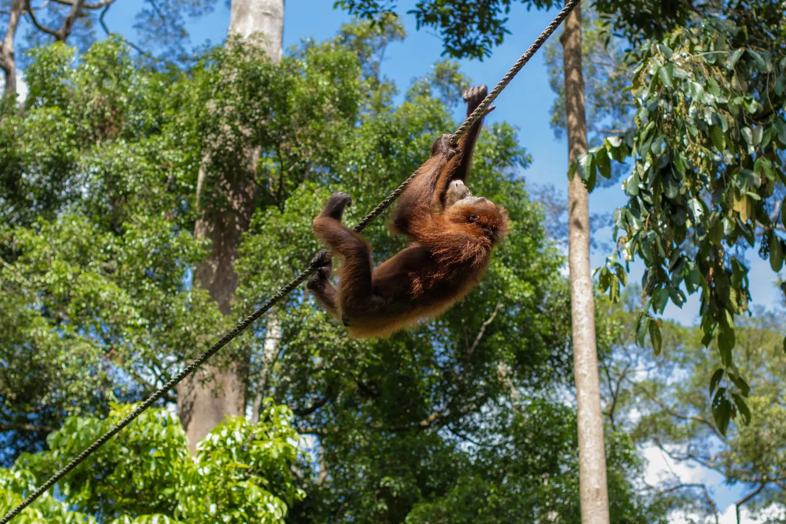 4D3N SANDAKAN ADVENTURE : WILDLIFE, RAINFOREST & CAVE