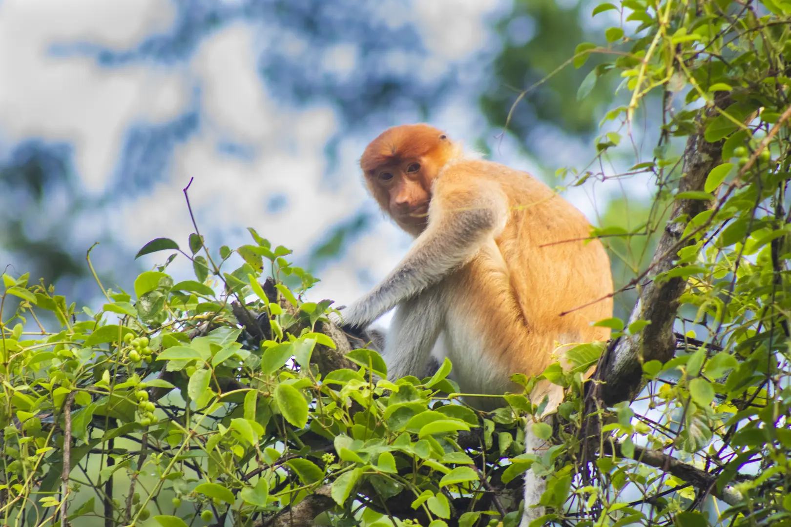 4D3N SANDAKAN ADVENTURE : WILDLIFE, RAINFOREST & CAVE - Image 11