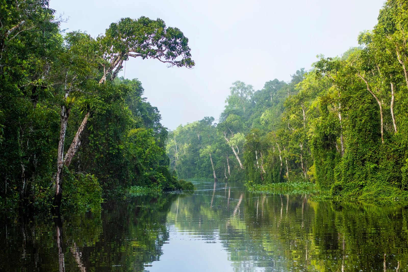 4D3N SANDAKAN ADVENTURE : WILDLIFE, RAINFOREST & CAVE - Image 10