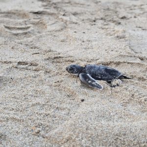 2D1N TANJUNG DATU : HEAVEN OF BORNEO