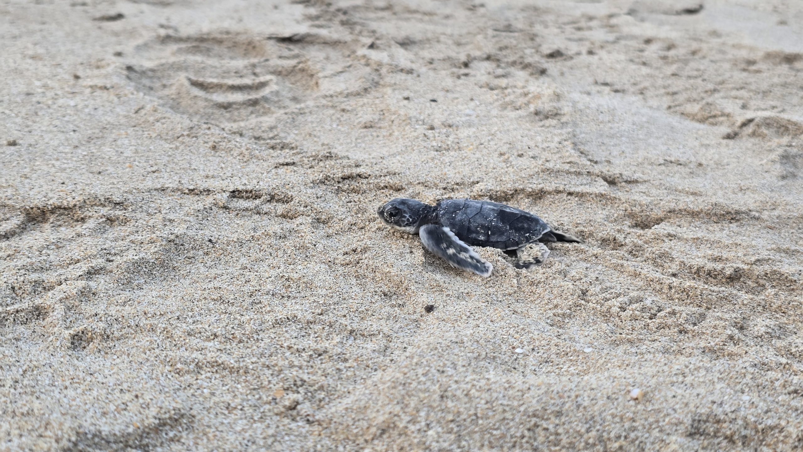 2D1N TANJUNG DATU : HEAVEN OF BORNEO