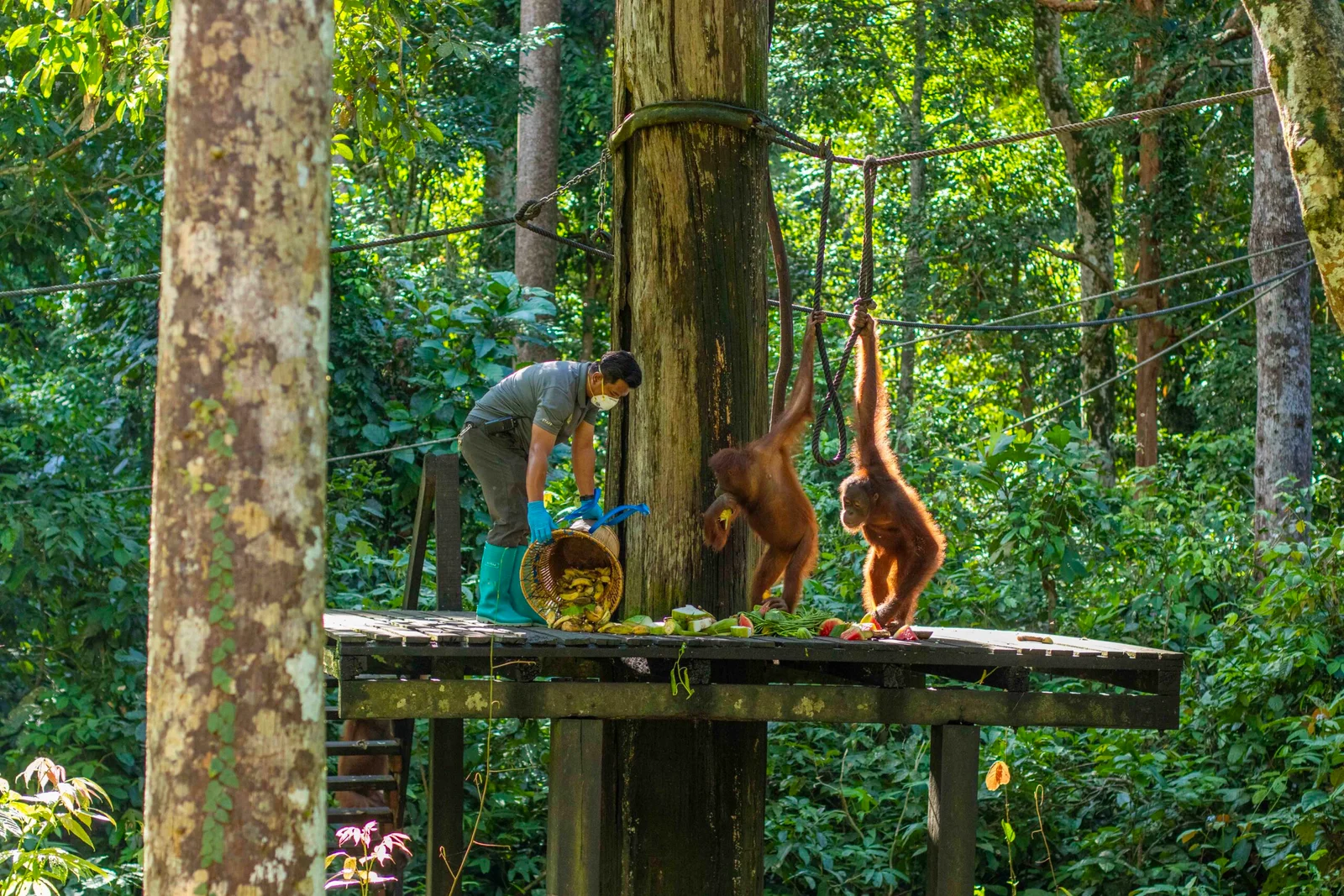 4D3N SANDAKAN ADVENTURE : WILDLIFE, RAINFOREST & CAVE - Image 12